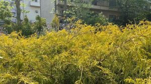 Thuja occidentalis, Europe Gold