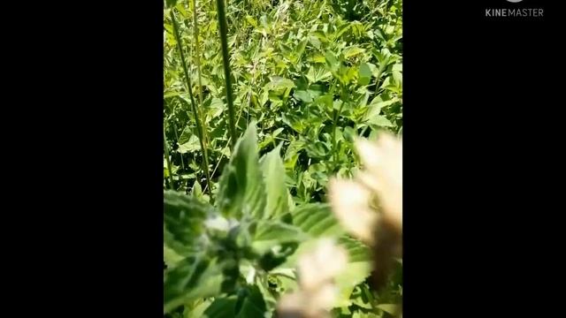 Лекарственные растения Сибири. Мята #мята_перечная #мята #фитотерапия