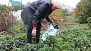 Нужно ли укрывать клубнику в зиму и чем это сделать? Какой мороз выдерживают кустики клубники зимой?