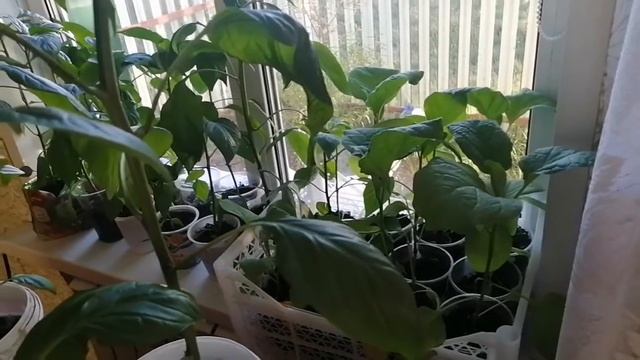 Vlog /Домашний влог. Первый цветок у фиалки. смотреть онлайн