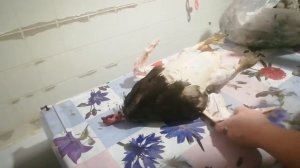 Как я ощипываю индоуток. Утка 5мес.