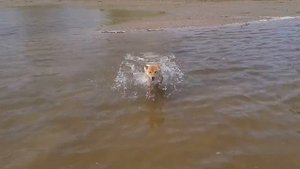 купание сиба-ину!