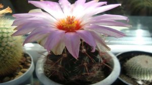 ОПРЕДЕЛЯЕМ НАЗВАНИЯ КАКТУСОВ. ФОТОГРАФИИ  КАКТУСОВ  С  УКАЗАНИЕМ  РОДА И ВИДА.