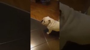 Поющий английский бульдог
