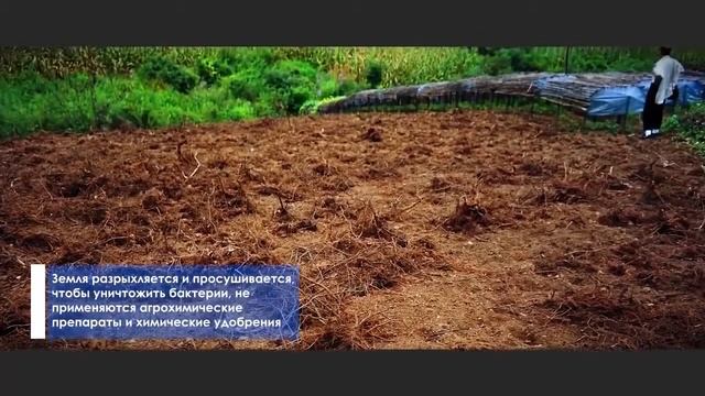 Лучшие условия выращивания для лучшего Женьшеня Белого Императорского ! смотреть онлайн