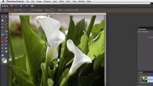 Photoshop Elements Tutorials- Zoom Tool Shortcut