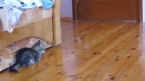 Шиншила и кот