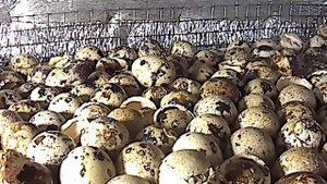 Как появляются на белый свет перепела.Видео для тех,кто любит,при вылуплении лазить в инкубатор🐣🐣.