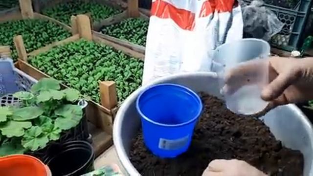 ПИКИРОВКА ТОМАТОВ В СТАКАНЧИКИ как ПРАВИЛЬНО СДЕЛАТЬ ГРУНТ для рассады и пикировки.mp4
