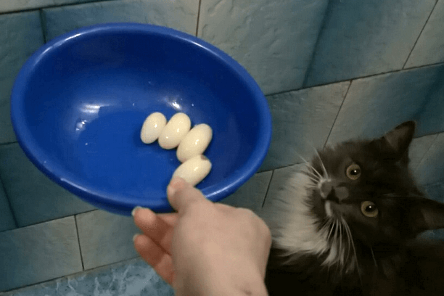 Реакция кошки на черепашьи яйца