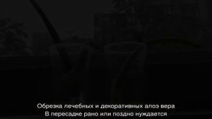 Алоэ вера цветок: варианты ухода и лечебные свойства растения