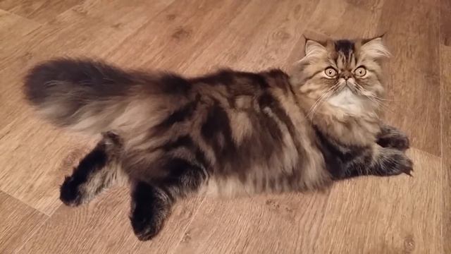 Ты не видишь шоли?.. )))) смотреть онлайн