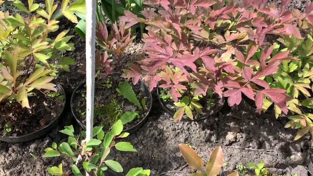 Трішки черенкування, живцювання лохини, м’яти, піон, лаванди, спіреї і не тільки: мої результати. смотреть онлайн