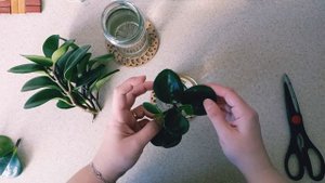 Комнатные растения. Черенкование пеперомии. Укоренение. Часть 1. #комнатныерастения#пеперомия