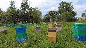 Подготовили отводки СР на продажу, Пасека Старчевских