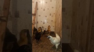 Лакеданзи новые куры в моем хозяйстве.