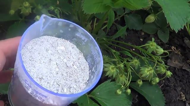Как повысить урожайность клубники.