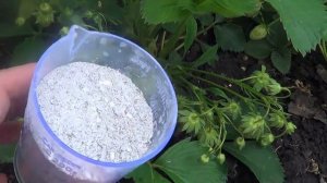 Как повысить урожайность клубники.