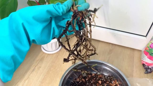 Грунт для антуриума. Подбираем кашпо для цветения. смотреть онлайн