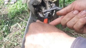 ч.1. Жеребчик первый раз расчищаеться в станке