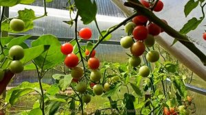 ЛИДЕР среди моих томатов ЧЕРРИ.?? Томат "Вишнëвый водопад"