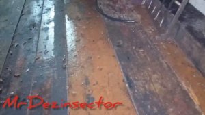 Тараканы в квартире.