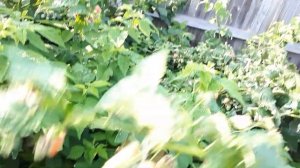 Плодоношение ремонтантной малины Оранжевое чудо.