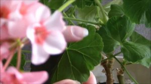 Пеларгония Маверик Стар купить