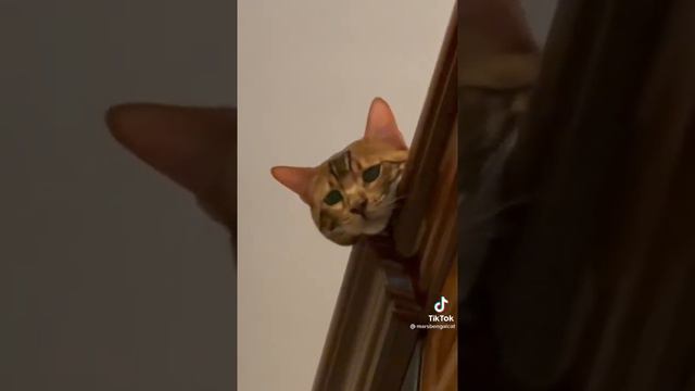 Самые красивые глаза 🥰😍😘 #кот#питомец#глаза#рек#рекомендации смотреть онлайн