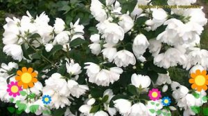 Чубушник венечный Сноубель. Краткий обзор, описание характеристик philadelphus coronarius Snowbelle