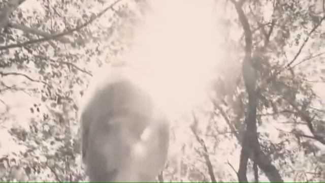 "Хатико" самый верный пес смотреть онлайн