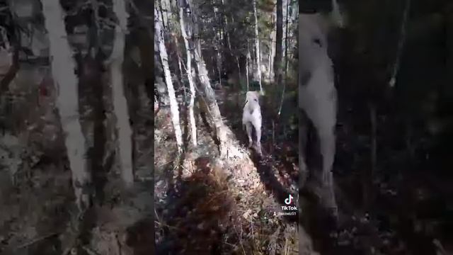 тимерхан гуляет смотреть онлайн