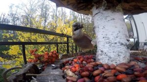 Птичье видео №2 Сойка прячет 12 орехов в зоб