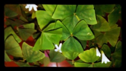 Кислица треугольная , оксалис