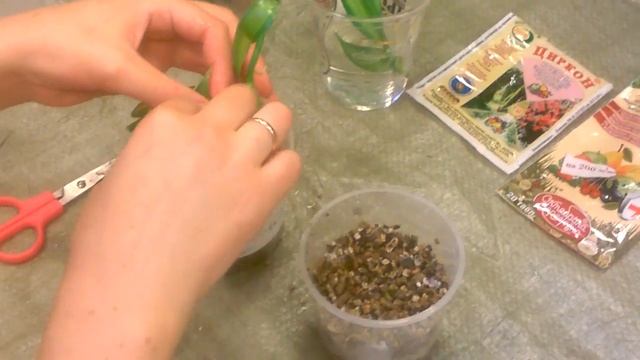 Как укоренить черенки орхидеи Ваниль _ смотреть онлайн