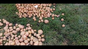 ?? УРОЖАЙ КАРТОФЕЛЯ В ЭТОМ ГОДУ. СОРТА ПИКАССО, СЕРПАНОК, ПОВИНЬ...