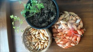 Озимый лук севок. Мой выбор.