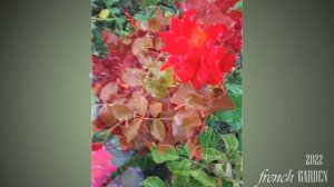 'Red Lady Ruffles' Rose | Unique red rose  | 2022 Blooms