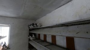 ВЕНГЕРСКИЕ ГОЛУБИ и ПЕВЧИЕ ПТИЦЫ  АРТЁМА