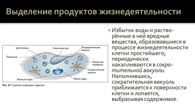 Биология 7 класс. Урок 10