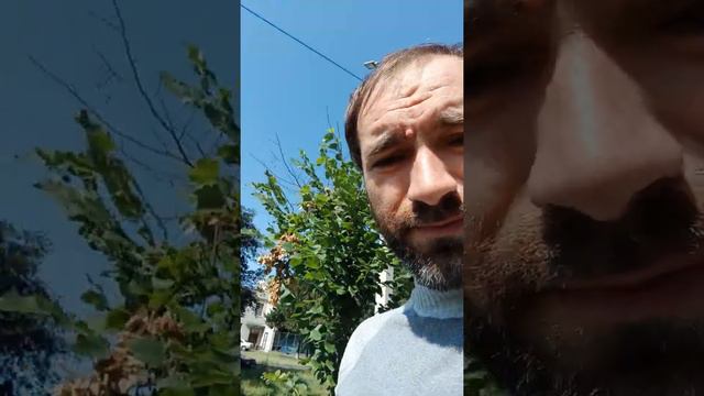 Павловния середина лета 2021. Первый год посадки