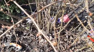 Обрезка хеномелеса весной