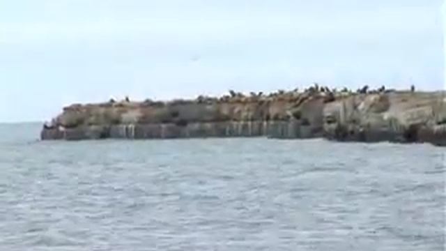 Акция по уборке территории у лежбища сивучей смотреть онлайн