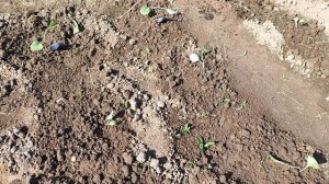 Посадил Трапезонд 92й чтоб компенсировать потери