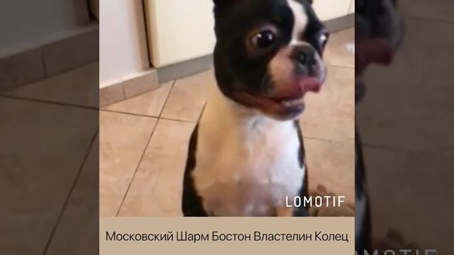 Московский Шарм Бостон -Властелин Колец смотреть онлайн