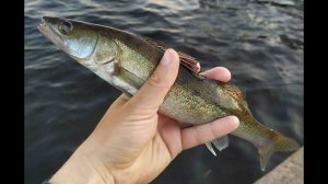 #167  MUKAI Air Stick AS-1652-S "ZANMU Slow" | Ветер мой бланк шатал |