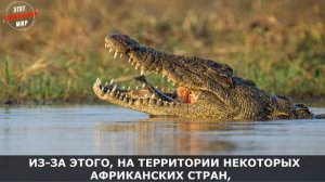 Нильский крокодил: страшный хищник, способный завалить Бегемота, Носорога и Слона, интересные факты