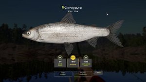 РР4 ЛАДОЖСКОЕ СИГ / РУССКАЯ РЫБАЛКА 4 ЛАДОЖСКОЕ ТРОФЕЙНАЯ ПЛОТВА / RUSSIAN FISHING 4 COMMON ROACH