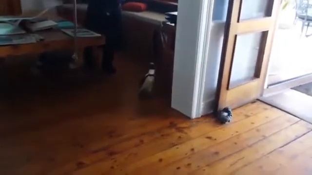 Пингвин забрел в дом смотреть онлайн