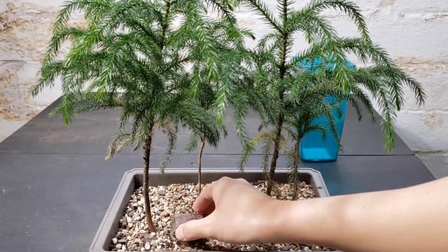 Turning Norfolk Island Pine in to Bonsai || Norfolk Island Pine Bonsai Forest || Super Bonsai смотреть онлайн